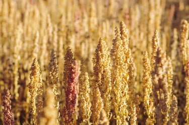 100 Organic PEPPERMINT QUINOA Grain Chenopodium Quinoa White & Green Heads - White Seeds